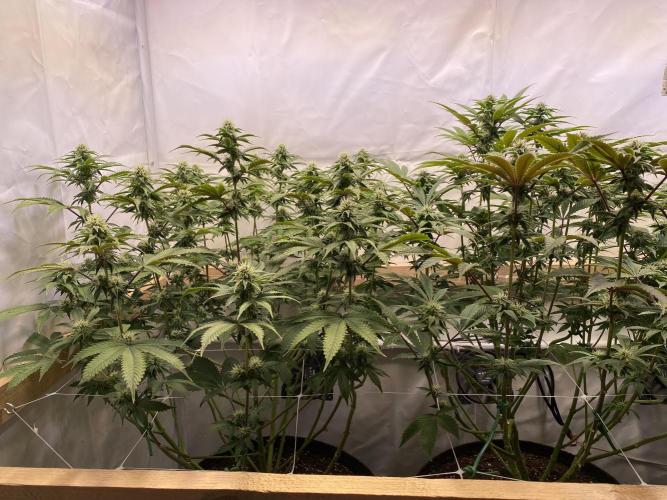 White Runtz X Hollywood. Week 5