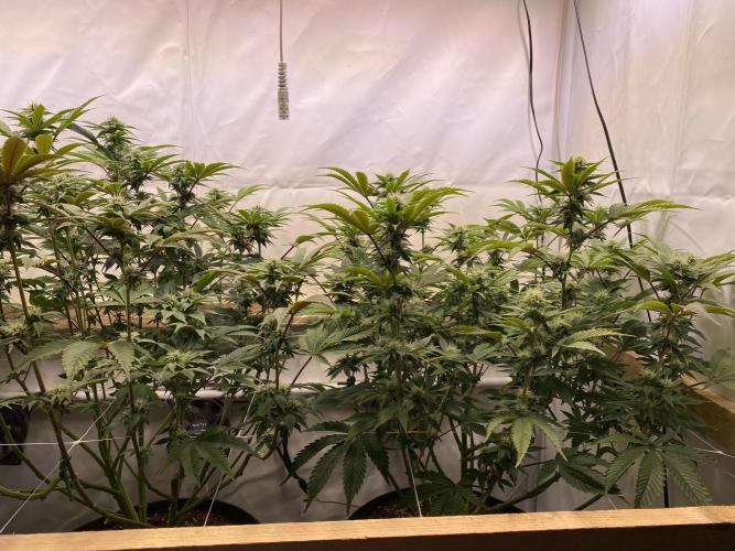 White Runtz X Hollywood. Week 5