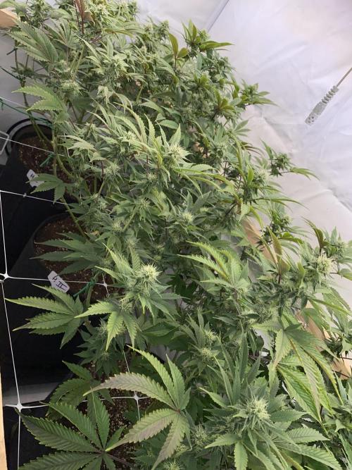 White Runtz X Hollywood. Week 6