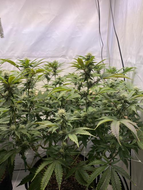 White Runtz X Hollywood. Week 6