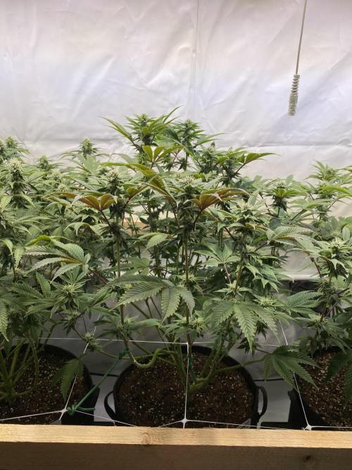 White Runtz X Hollywood. Week 6