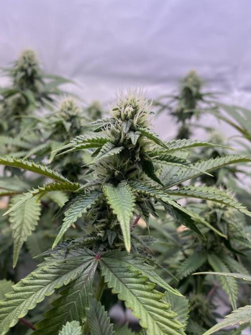 White Runtz X Hollywood. Week 6