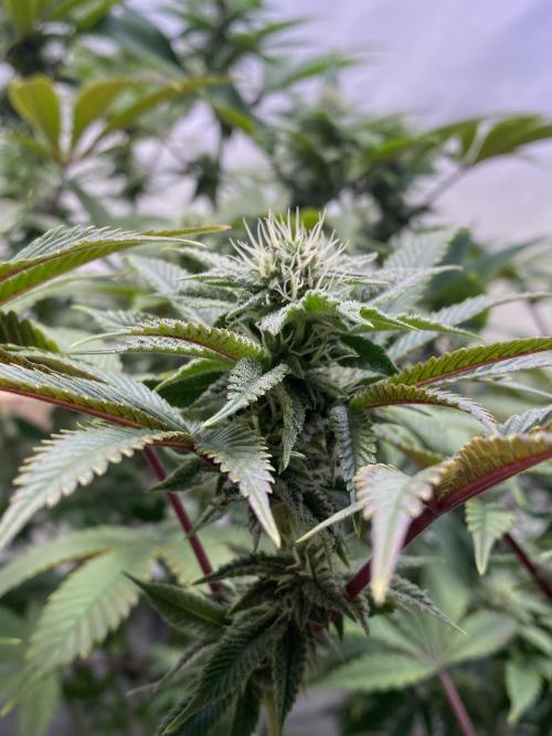 White Runtz X Hollywood. Week 6