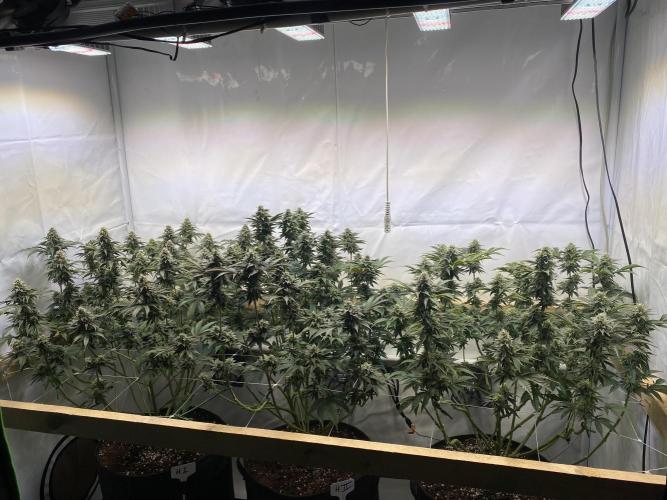 White Runtz X Hollywood. Week 8