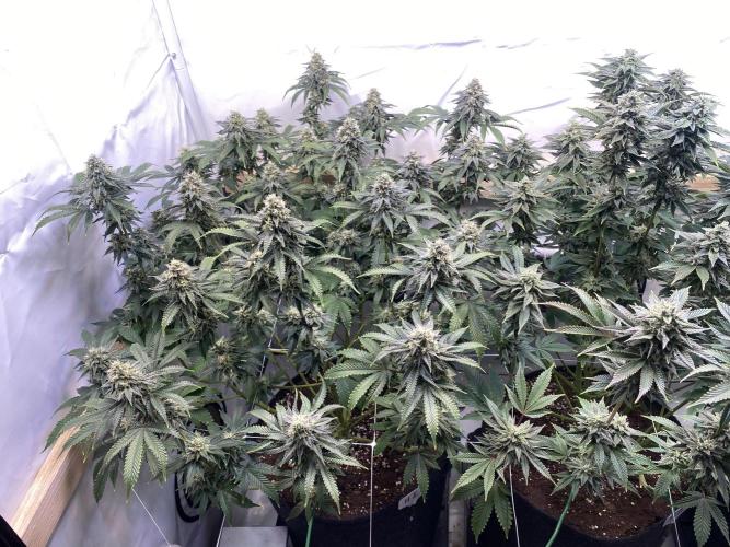 White Runtz X Hollywood. Week 8