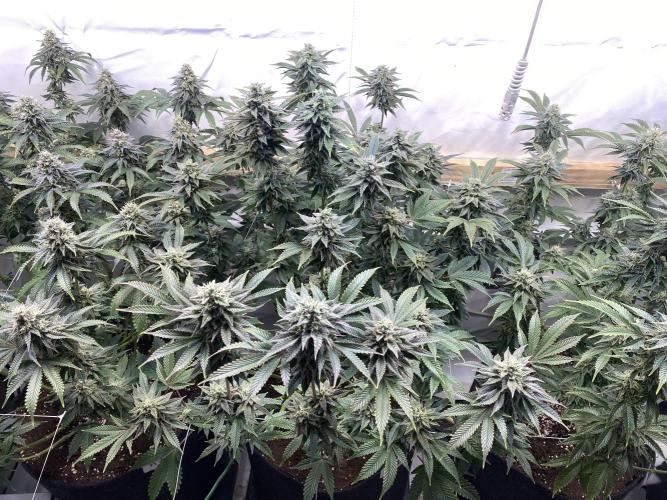 White Runtz X Hollywood. Week 8