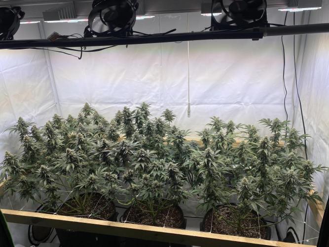 White Runtz X Hollywood. Week 8