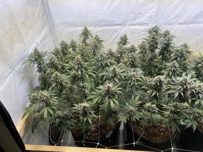 White Runtz X Hollywood. Week 8