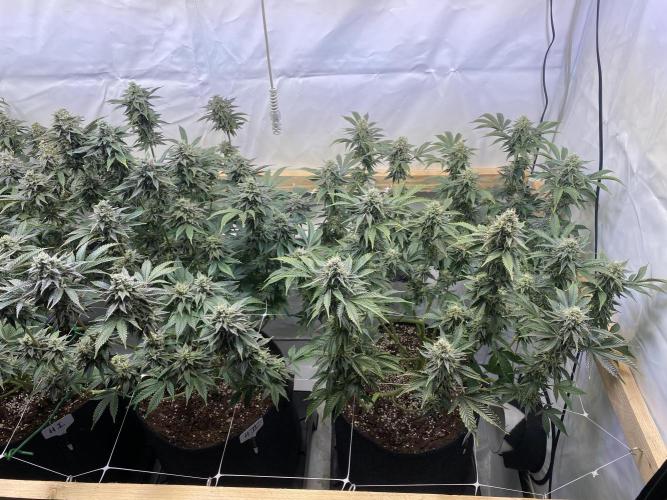White Runtz X Hollywood. Week 8