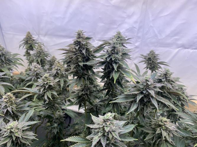 White Runtz X Hollywood. Week 8