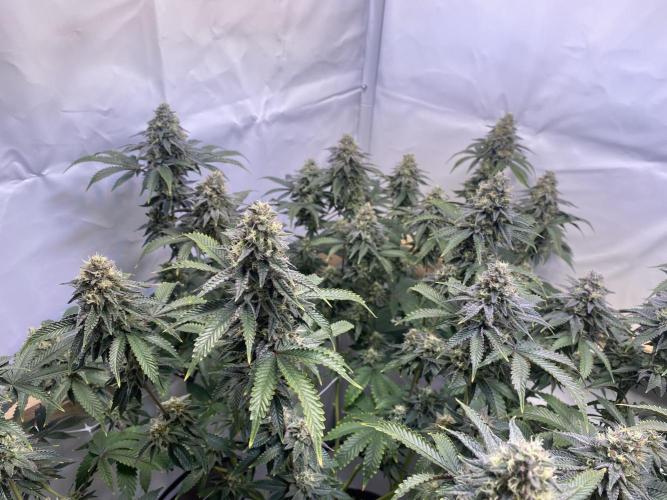 White Runtz X Hollywood. Week 8