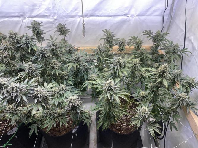 White Runtz X Hollywood. Week 8