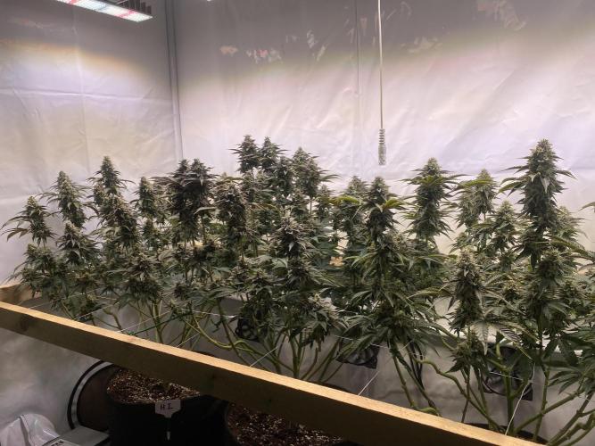 White Runtz X Hollywood. Week 8