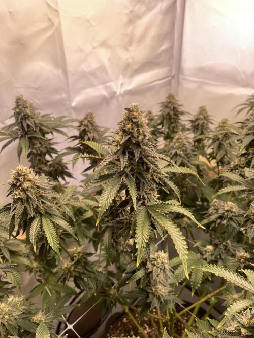 White Runtz X Hollywood. Week 8