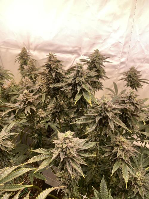 White Runtz X Hollywood. Week 8