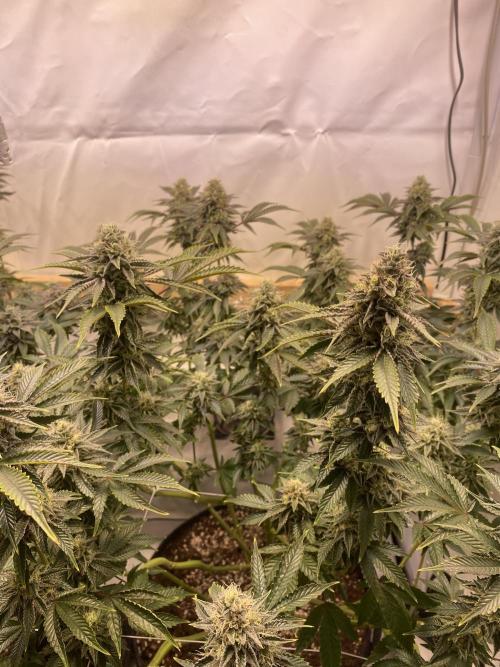 White Runtz X Hollywood. Week 8