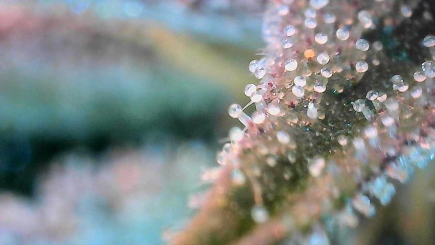 White Runtz X Hollywood. Week 9