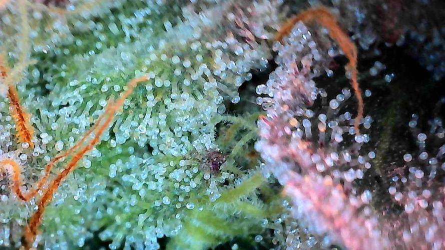 White Runtz X Hollywood. Week 9