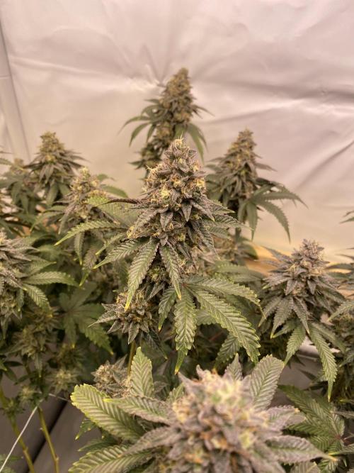 White Runtz X Hollywood. Week 9