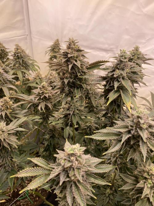 White Runtz X Hollywood. Week 9