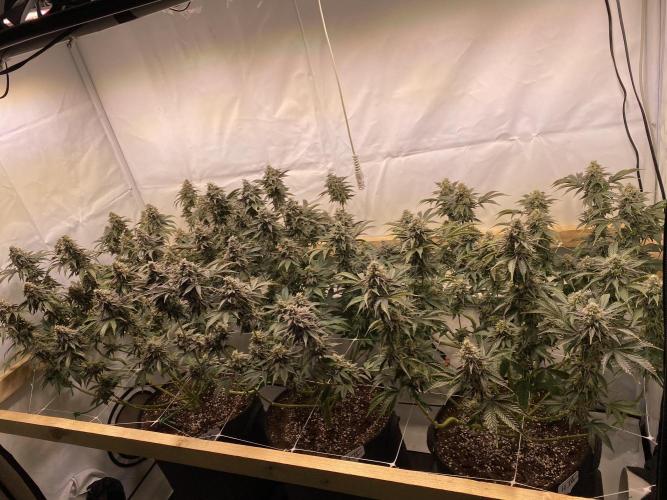 White Runtz X Hollywood. Week 9