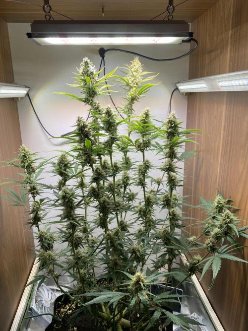 Ztrawberriez Auto. Week 7