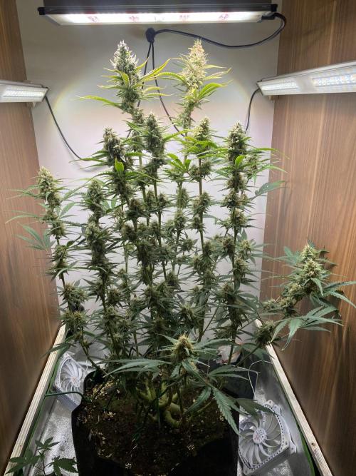 Ztrawberriez Auto. Week 7