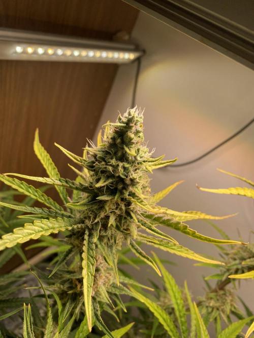 Ztrawberriez Auto. Week 7