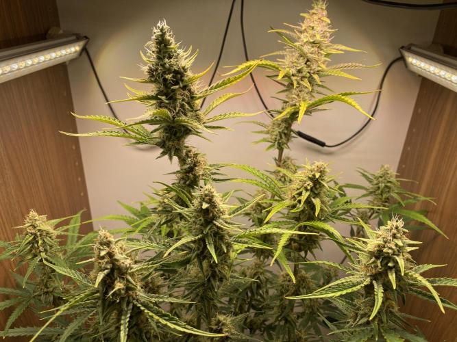 Ztrawberriez Auto. Week 7