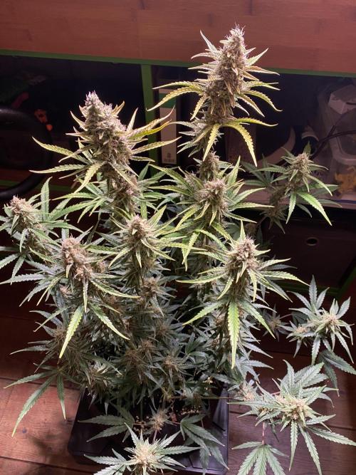 Ztrawberriez Auto. Week 7