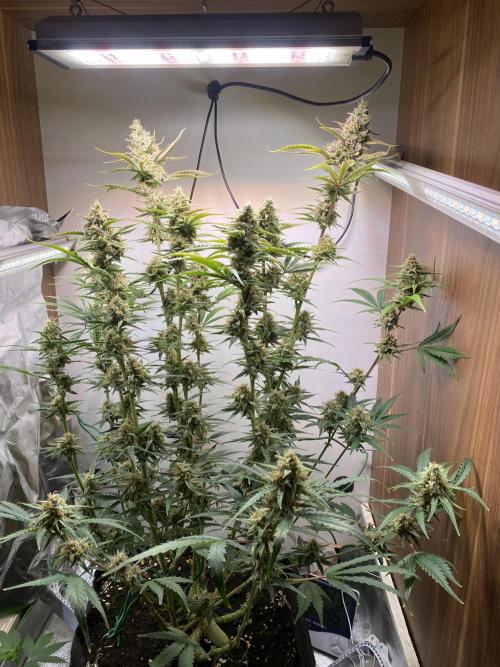 Ztrawberriez Auto. Week 7