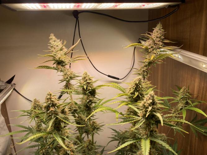 Ztrawberriez Auto. Week 7