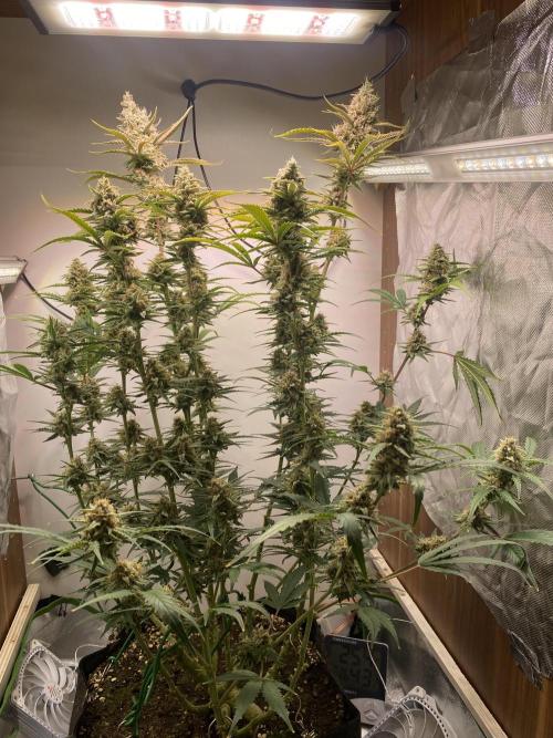 Ztrawberriez Auto. Week 7