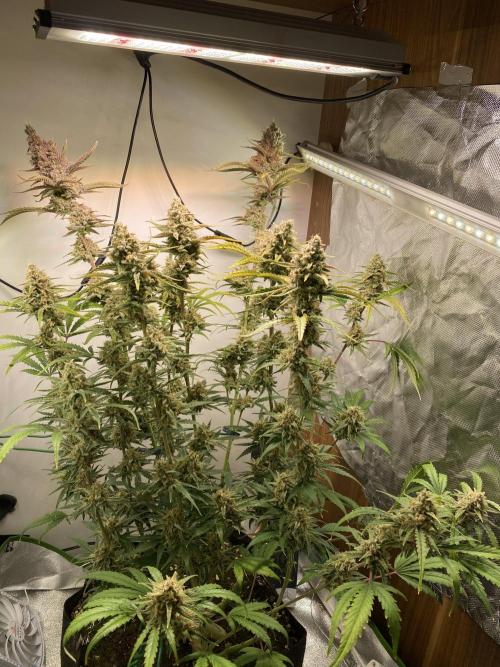 Ztrawberriez Auto. Week 7