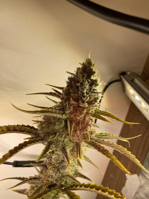 Ztrawberriez Auto. Week 7