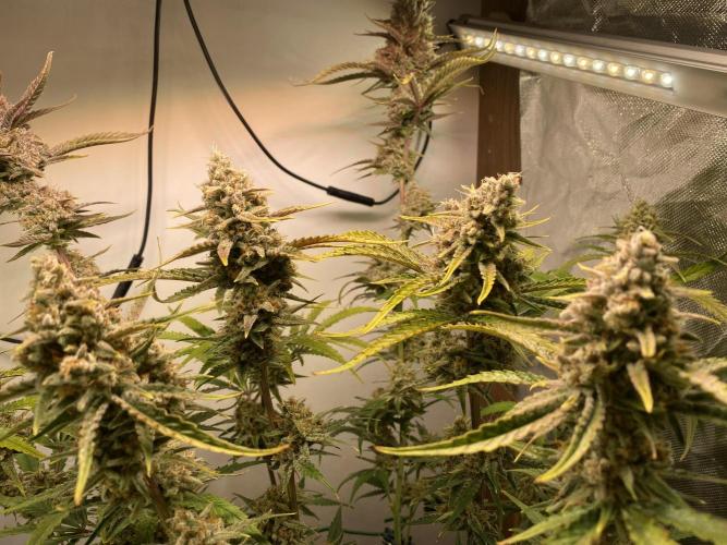 Ztrawberriez Auto. Week 7