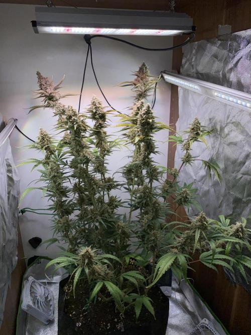 Ztrawberriez Auto. Week 7