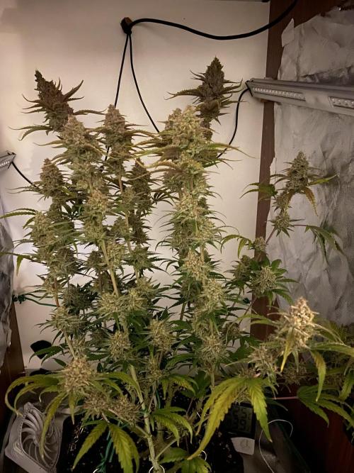Ztrawberriez Auto. Week 7