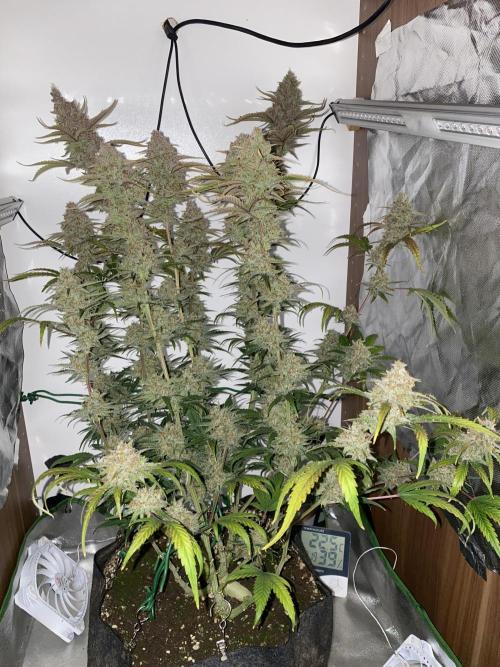 Ztrawberriez Auto. Week 7