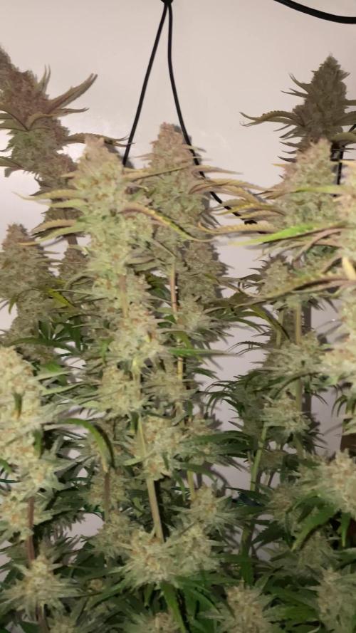 Ztrawberriez Auto