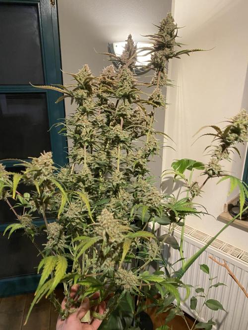 Ztrawberriez Auto. Week 7