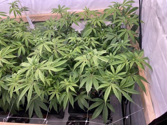 White Runtz X Hollywood. Week 1