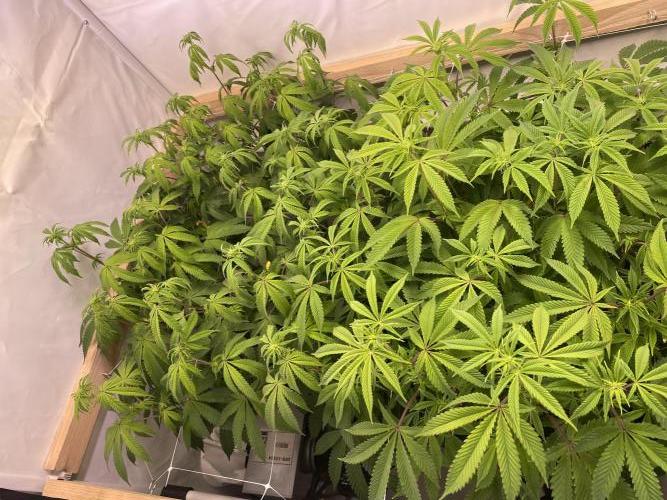 White Runtz X Hollywood. Week 1