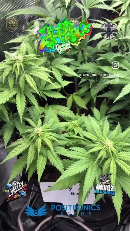 Positronics / conscious Genetik