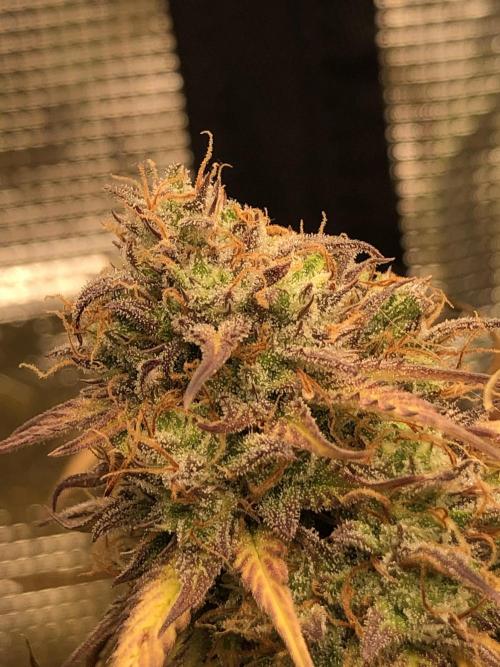 Ganjafarmer. Week 10