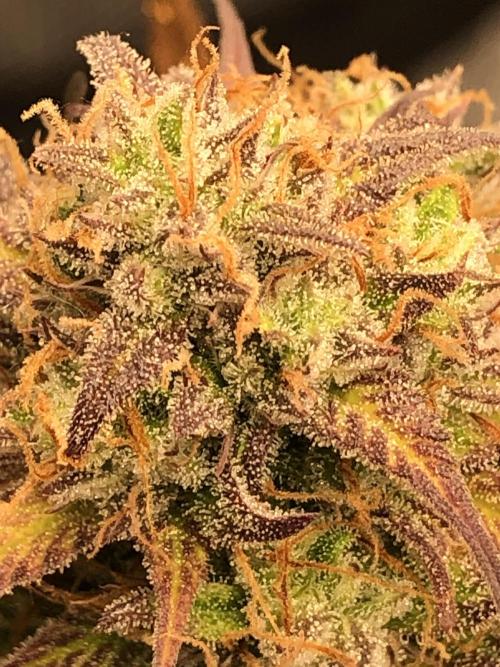 Ganjafarmer. Week 10