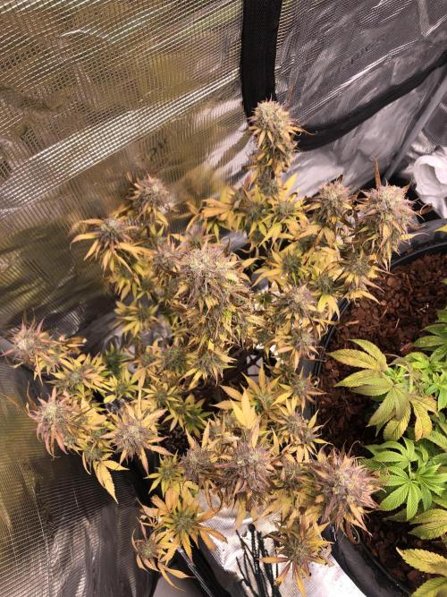 Ganjafarmer. Week 10