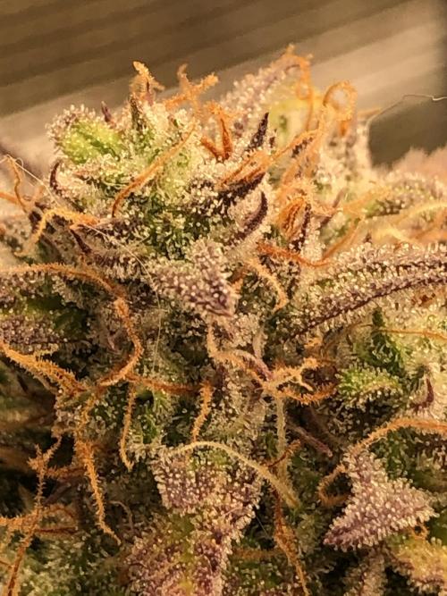 Ganjafarmer. Week 10