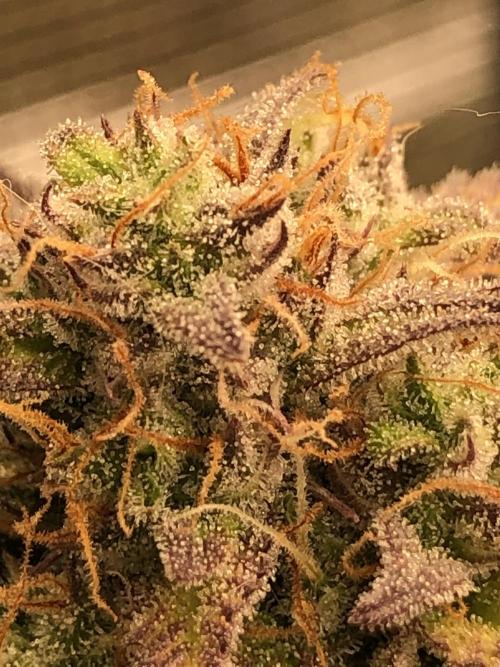 Ganjafarmer. Week 10