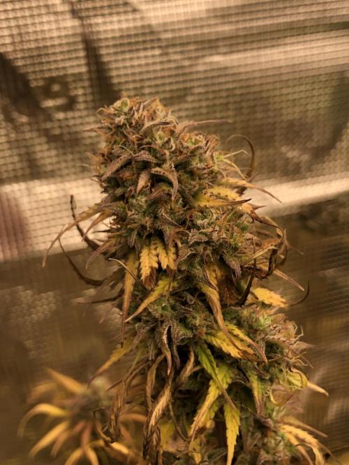 Ganjafarmer. Week 10